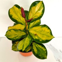 러브코리아 리사호야 호야키우기 꽃도매시장 희귀식물 실내공기정화식물 공기청정식물, 단품