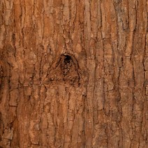 나무껍데기 신제품/대폭 반가격 /굴피나무 껍데기/자작나무 껍질/조경 인테리어/벽시공/천정시공/인조목, 신제품 나무껍데기