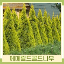 에메랄드골드나무 묘목 삽목1년생 뿌리묘 5개