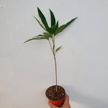황칠나무 소품 30~60cm 39