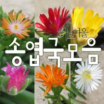 송엽국모음(노지월동/미니종5개/애기종/오렌지스타/신월) 지름 9cm 소품다육화분, 애기송엽국핑크
