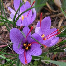 [나은식물원][샤프란 구근] 6구, 1개