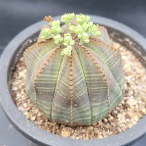 꽃다리 오베사 65 다육식물 다육이 아이만배송