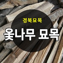 [경북농원] 옻나무묘목 약용수묘목 1년생