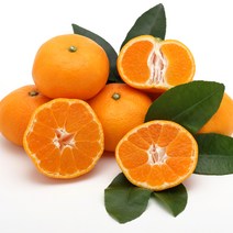 한정특가 새콤함 달콤함의 조화 제주 조생 감귤 대용량 10kg, 2S 꼬마과_10kg