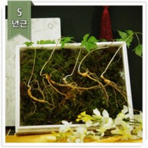 산양산삼 장뇌산삼 5뿌리 산양삼장뇌삼 장래삼 산양산삼주 가격 산삼주 50대 남자 엄마 사위 생일 팔순 시댁 80대 할머니 선물 부모님 환갑 60대 어르신 선물 장모님 아버지 생신