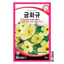 금화규 10립 / 히비스커스 황금해바라기 씨앗 종자 꽃씨 화단 꽃밭 정원