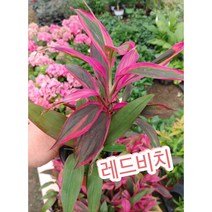 레드비치/정말 화려하죠? 색감이 예술적이에요.