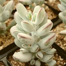 방울복랑 자연 랜덤 1001-107, 단품, 1개