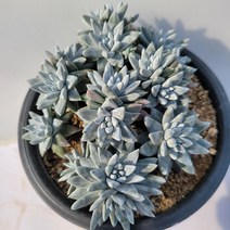 [메카다육]98-0316 두들레야 화이트그리니 화분포함 다육식물, 1개