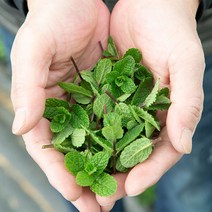 애플민트 허브 생잎 중간 잎 100g, 애플민트 100g