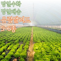 당일 수확 배송 유럽샐러드 패키지 1kg, 유럽샐러드_500g