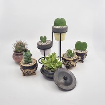 더멘토꽃집 다육이 포함 화분 세트, 5 웅동자 (대)