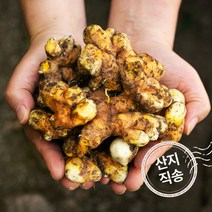 국산 생울금(강황) 500g 마른 건조 국내산 말린 건 차 한방 약재 약초, 18K6_국산생울금(강황)500g
