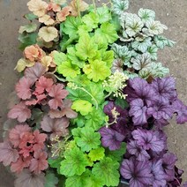 [용이네 화원] 사랑스러운 야생화 휴케라 129 화원 농원, 1개