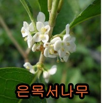 은목서 나무 삽3년생 5그루 나무묘목 꽃나무