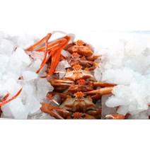 [포항농수산] 포항 산지직송 제철 연지홍게/박달홍게, 자숙 연지홍게2kg 6~10미