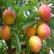 충주원예조경 자두나무(후무사)*1등묘, 주