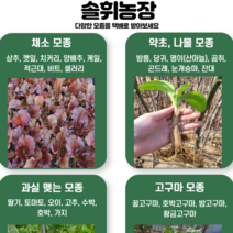모종키우기 모든종류의모종 채소 고추 토마토, 눈개승마 모종