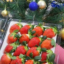 [흥국냉동슬라이스딸기] 크리스마스 홈파티 새벽에 수확한 GAP 생 딸기 킹스베리 설향딸기 800g 1.6kg, 특품 설향딸기 800g (20~30과)