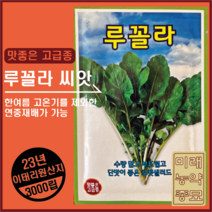 23년산 루꼴라 씨앗 3000립, 1개