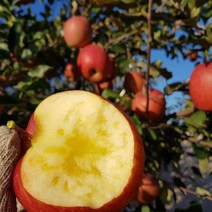 [은하수농장] 가정용 꿀사과 특가판매, 17.가정용흠과 사과 10KG / 대과, 1박스