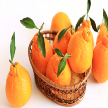 [고당도]제주 써니트 한라봉 할라봉 제철과일 가정용 선물용, [선물용/대과]4.5kg(14과수내외)