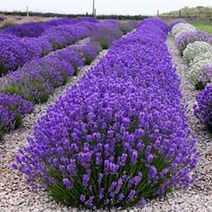 [초화류]허브-라벤다(잉글리쉬 라벤다) 10개셋트