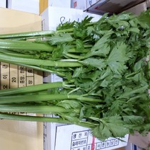 새벽들 국내산 신선한 샐러리 3kg, 1box