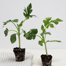 노마진 가정원예용 신품종 자몽수박모종 베란다텃밭 주말농장, FREE, 5주