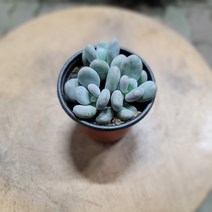 2500 성미인 다육 소품 10~20cm