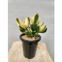 황금염좌 중형 염자 다육이 25~35cm 65, 1개