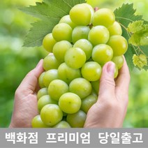 [특등급선별] 청포도 2.5kg 청포도묘목 청포도나무 가지포도 포도묘목 포도가격 샤인머스켓 샤인머스켓묘목 크림슨포도 수입포도 적포도 캠벨포도 코튼캔디포도 애플포도 블랙포도 씨없는