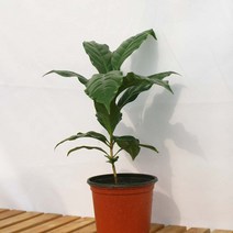 아라비카 커피나무 소형 화분 관엽 공기정화식물 키우기, 1개