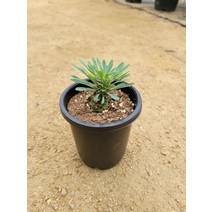 10~25cm 39 괴마옥 소품 다육식물 선인장