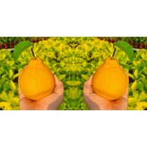 제주 고당도 써니트 한라봉 선물용 대과 2.5kg 선물 세트 보자기포함, 1개