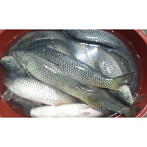 잉어즙 믿고 먹는 자연산 잉어엑기스 120팩 액기스 진액 중탕, 120포