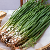 경남거창 당일 수확 발송 더욱 신선한 흙쪽파, 특품 3kg