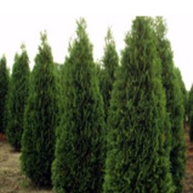 묘목/서양측백-페스티기아타 삽목1년/10주묶음 B1715