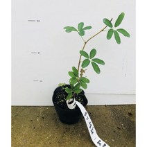 백화으름