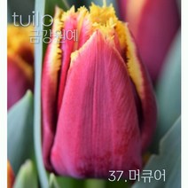 튤립 구근 2022년 입고 금강원예, 37.머큐어(5구)
