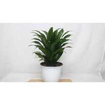 [골든플랜트] 콤팩타 중품 콤팩타드라세나 공기정화식물 공기정화식물키우기