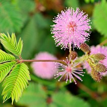 도매플레이스W6285CA 종자 씨앗 미모사 키우기 정원꾸미기 꽃씨 종묘사 야생화 50립 신경초 앗 씨 여주 꽃씨앗