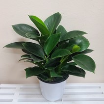 콩고(중품) 필로덴드론 공기정화식물 키우기쉬운식물 콩고나무, 1개