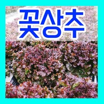 꽃상추씨앗 6g 꽃상추씨 종자심기 쌈채소 키우기