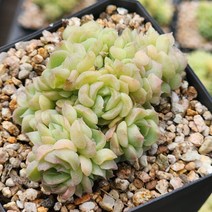 다육식물(에뜨리얼 군생) 랜덤발송, 1개