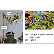 무늬동백(삽목 접목)대품 8종, 1번 유원동백삽목