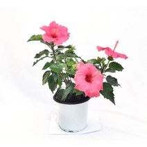 덴마크 무궁화 분홍 hibiscus syriacus pink 공기정화식물
