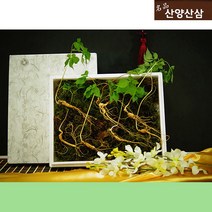 산양산삼 장뇌산삼 7뿌리 산양삼장뇌삼 장래삼 산양산삼주 가격 산삼주 50대 남자 엄마 사위 생일 팔순 시댁 80대 할머니 선물 부모님 환갑 60대 어르신 선물 장모님 아버지 생신