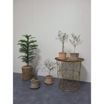 마오리 소포라, 소포라 A형, 식물만 구매